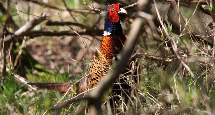 fasankok