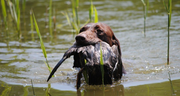 vandhund