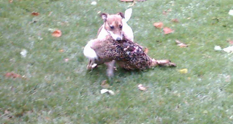 Jack Russel apportere hare