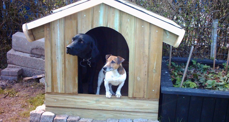 forventningsfulde-hunde