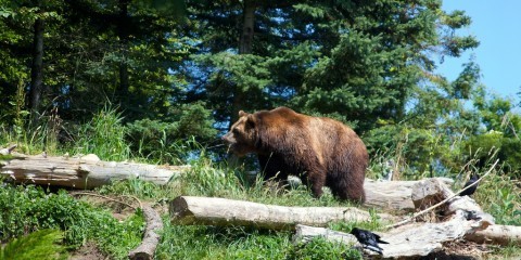 Brun bjørn