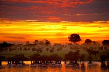 Bøffeljagt Afrika Zimbabwe solnedgang