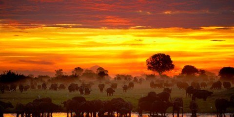Bøffeljagt Afrika Zimbabwe solnedgang