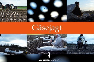 gåsejagt - film om gåsejagt i Danmark