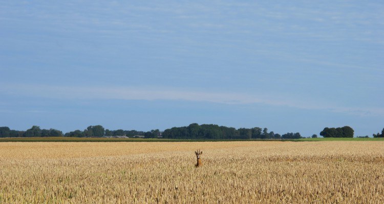 Bukken kiggede nysgerrigt