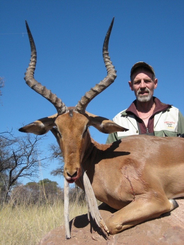 Impala jagt i Sydafrika