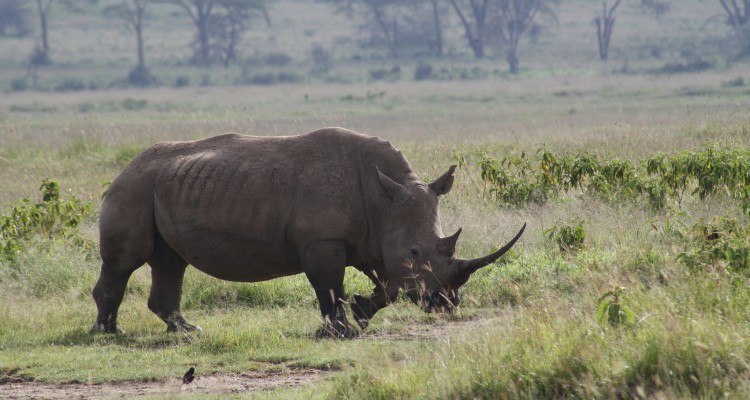 Næsehorn foto shankar s.