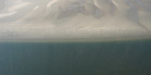 Flyoptælling af sæler over Rømø
