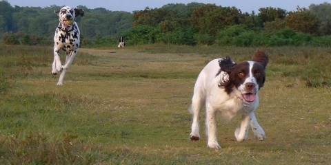 Strejfende hunde Foto Benjgibbs