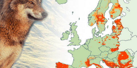 Ulvens udbreddelse i EU 2012. Foto European Commission