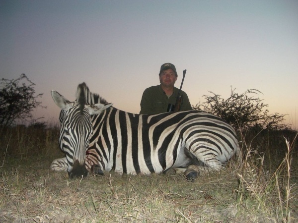 Zebra jagt Afrika