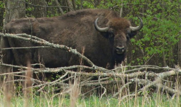 bison på dansk grund