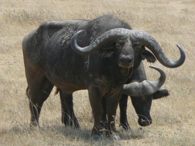 bøffeljagt i afrika