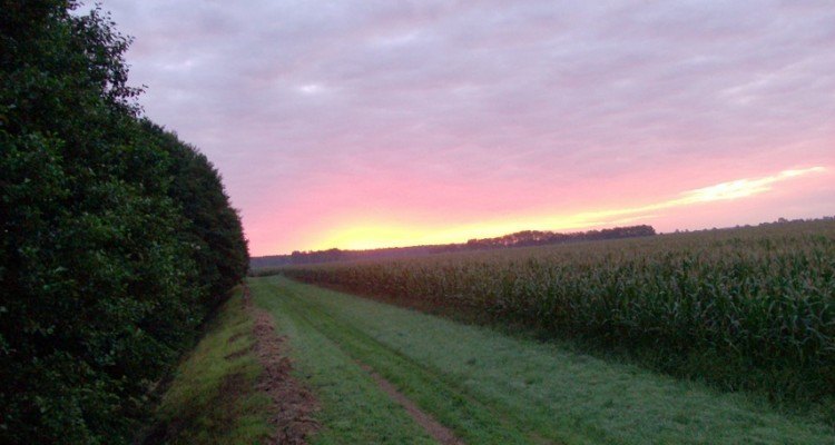 bukkejagt morgenjagt tyskland