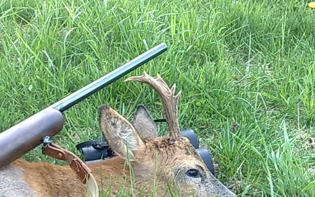 bukkejagt 6 ender skudt med otterup jagtriffel