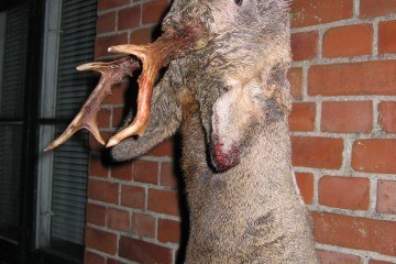 Ulig eller lige seksender