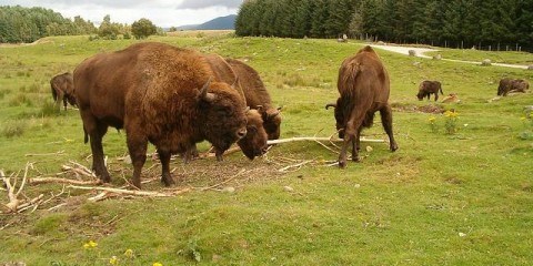 europæisk bison