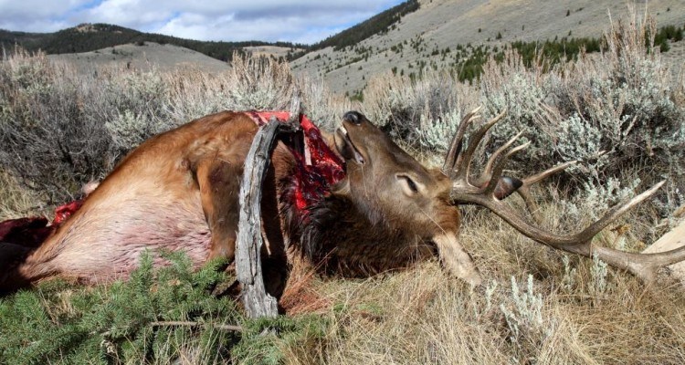 First elk down