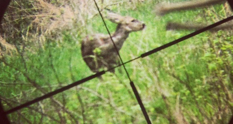 Råvildt gennem sigtekikkert