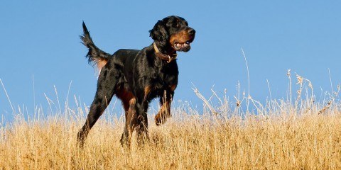 gordon setter jagthund