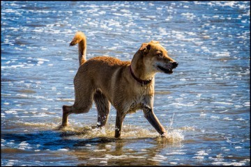 hund på stranden, foto Ehaug