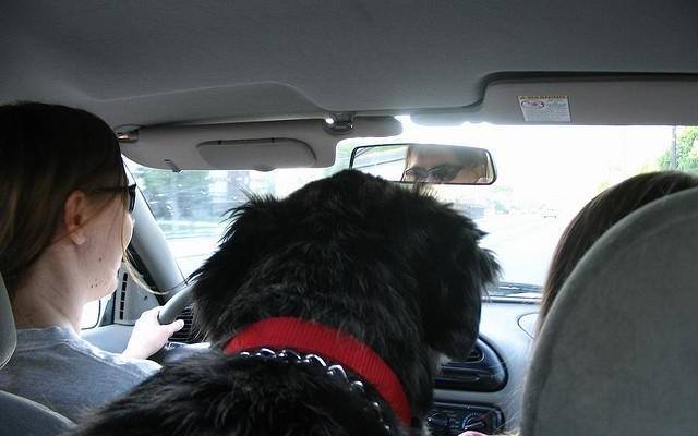 hund_i_bil_foto_jingles_the_pirate