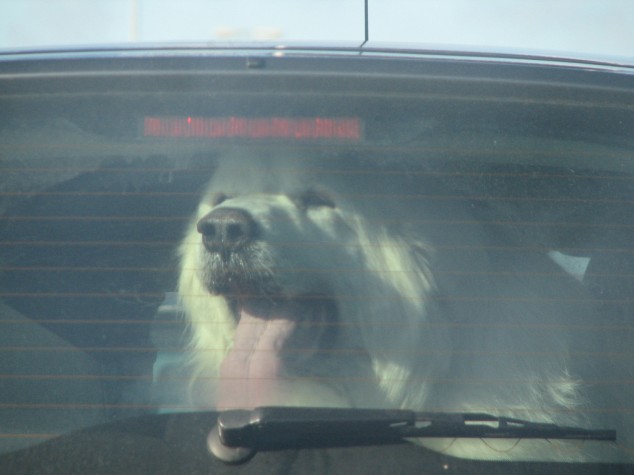 Hund i varm bil. Foto eduardo
