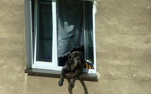hund i vindue