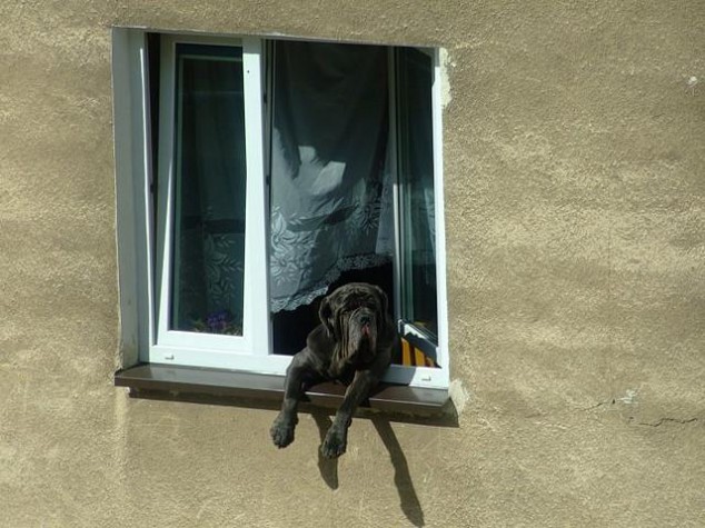 hund i vindue foto tripleigrek