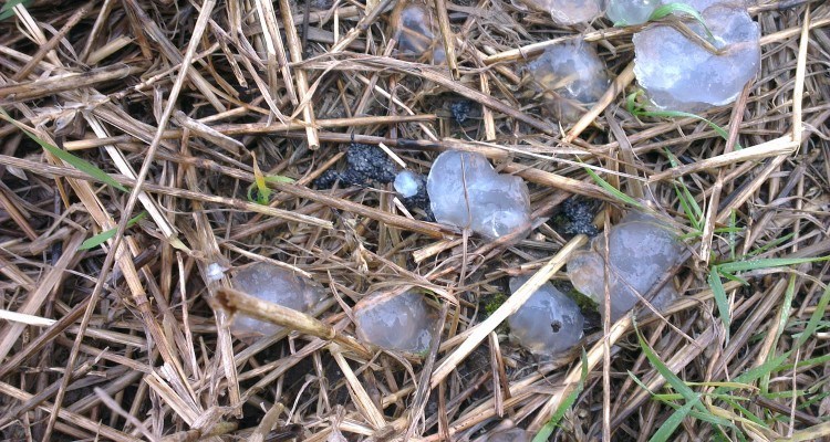 Billedet er taget i onsdags på drivjagt. Er det tudseæg. Der var en mose 15 m derfra