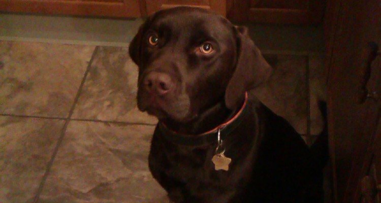 quister hund jagthund foder