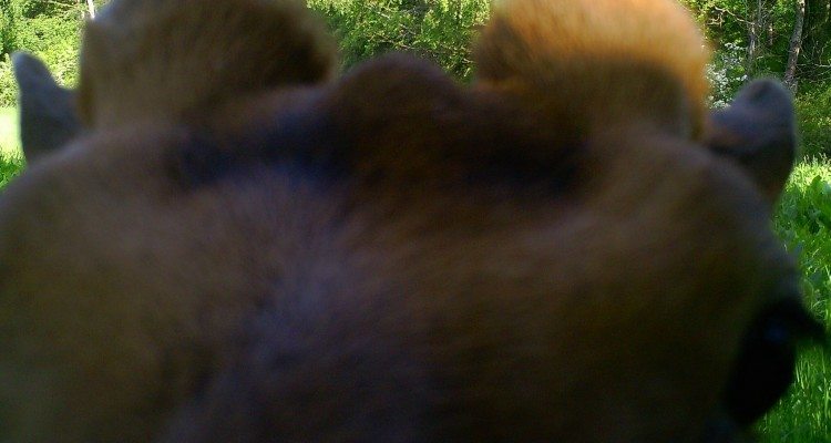 Nærbillede af dåhjort