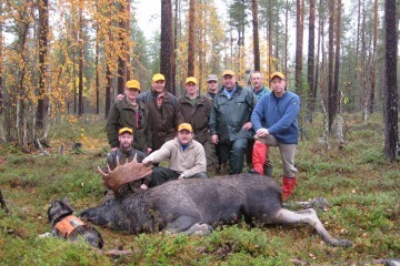 Moose hunt in Lapland