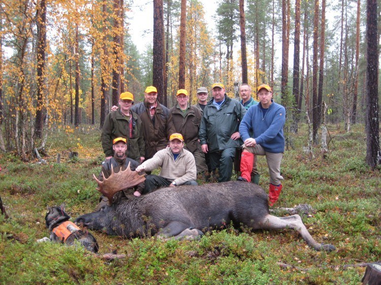 Moose hunt in Lapland