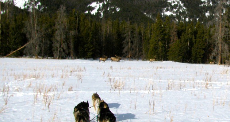 img_2719_elk_bulls_seen_from_dog_sled