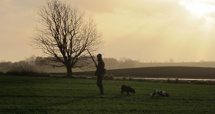 Haretramp og harejagt