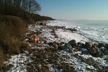 kysten vinter is hund og sne