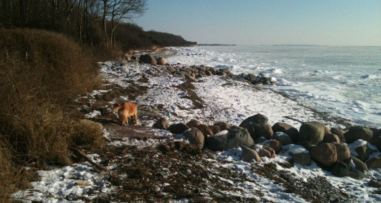kysten vinter is hund og sne
