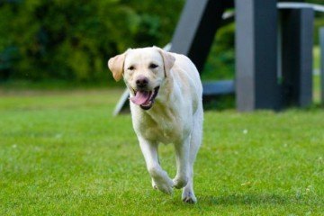 labrador