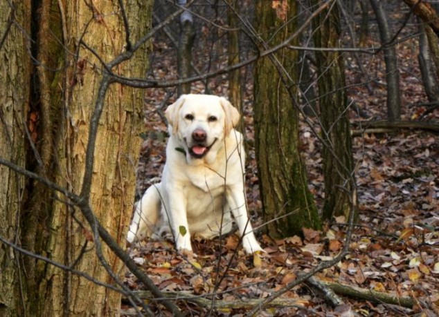 labrador i skoven