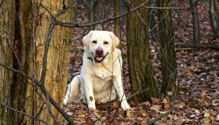 labrador i skoven