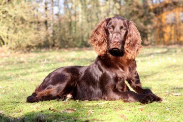 langhåret hønsehund