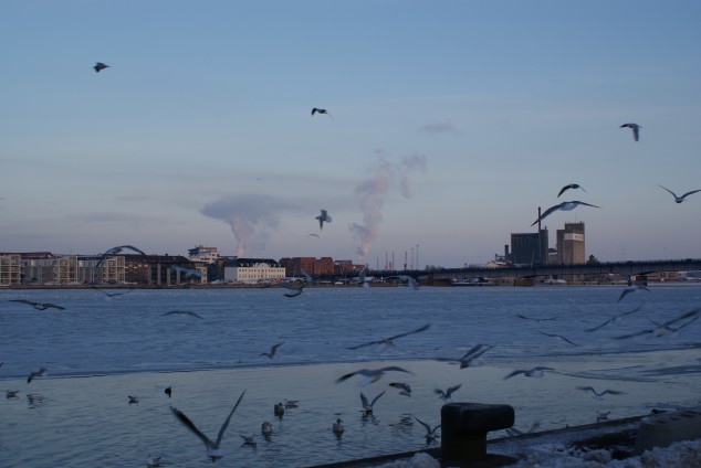 Regulering af måger i Aalborg midtby