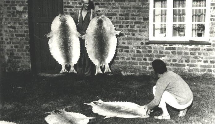Sæljagt Mandø 1966