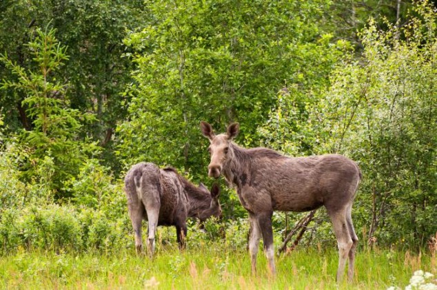 nye regler for elgforvaltning i sverige fra 1. januar 2012