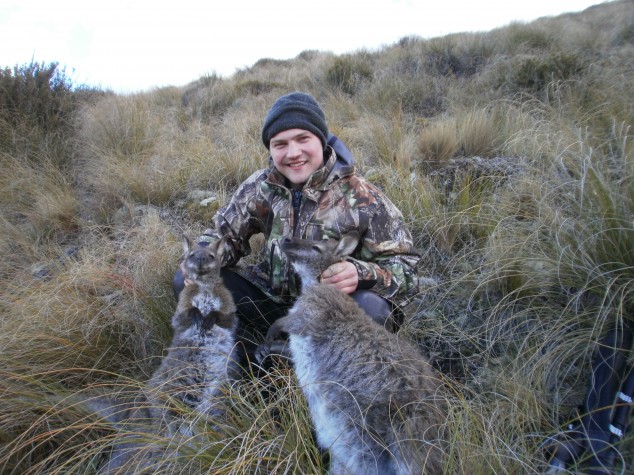Wallaby jagt i New Zealand