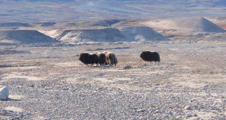 Moskusokser i Østgrønland