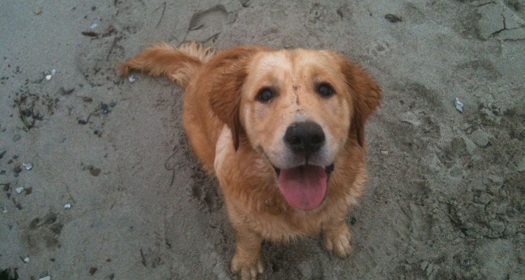 Golden Retriever til jagt