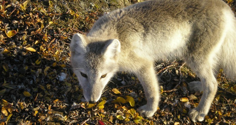 Nysgerrig polarræv