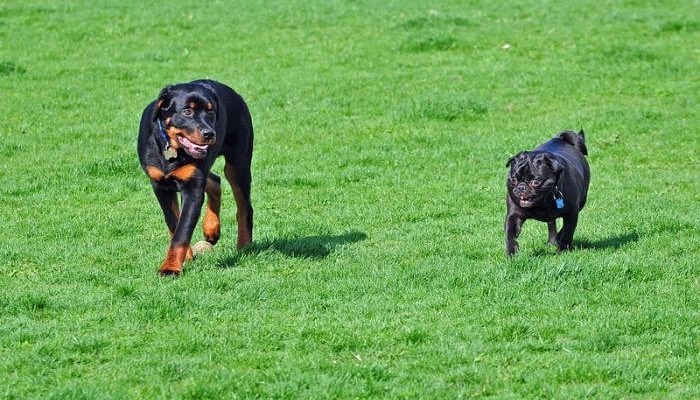 rottweiler_foto_heather_paul